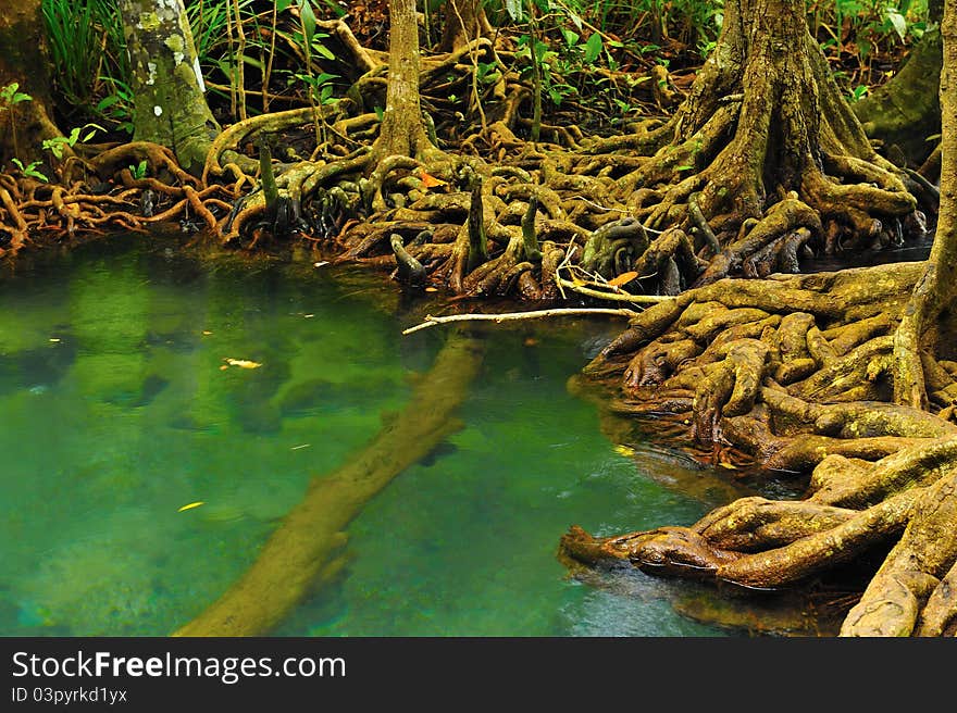 Root of water plant