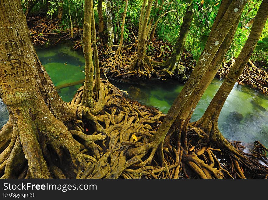 Root of water plant, Tapom, Krabi, Thailand