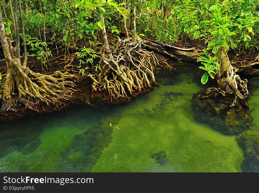 Root of water plant, Tapom, Krabi, Thailand