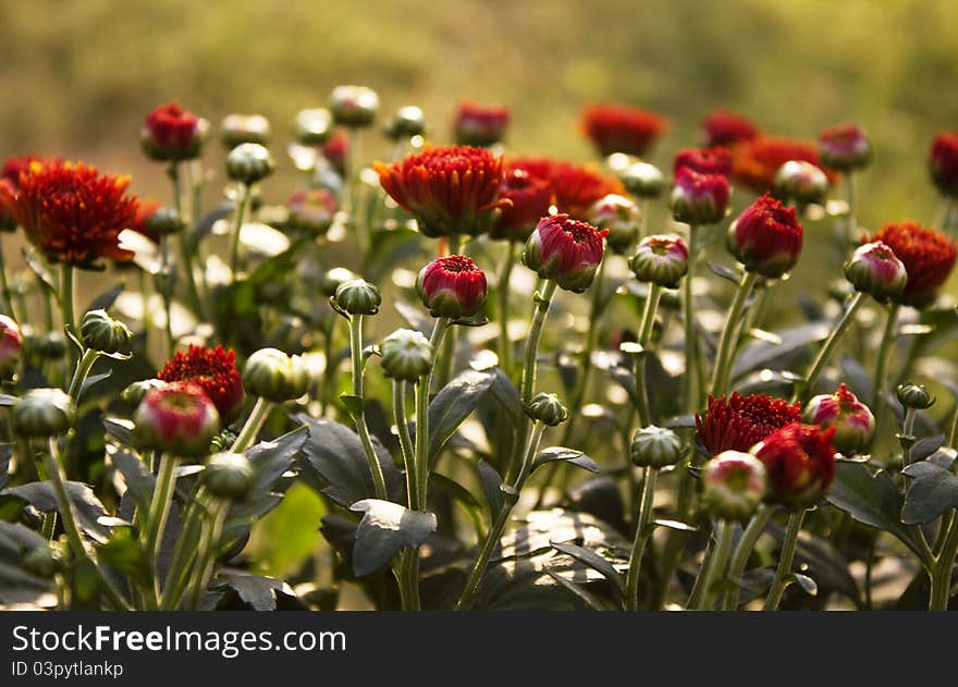 Red Mums in the sun