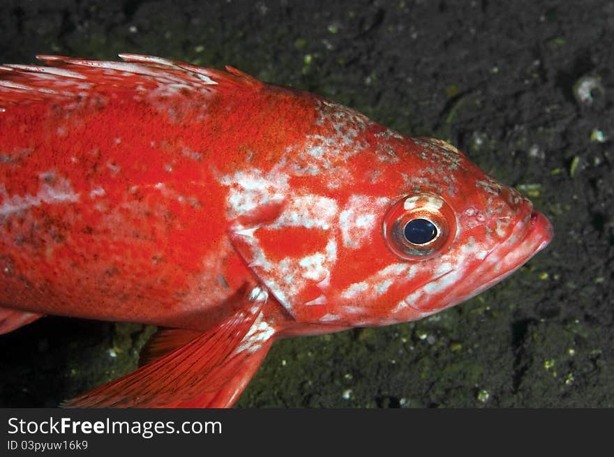 Vermillion Rock Fish