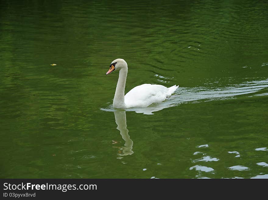 Swan on a lake at Singapore Botanic Garden