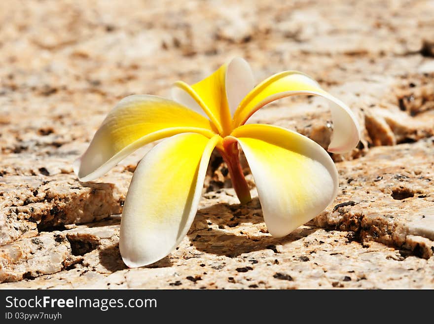 White plumeria