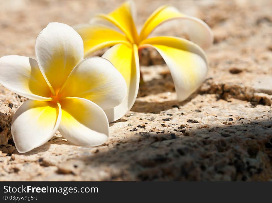 White plumeria