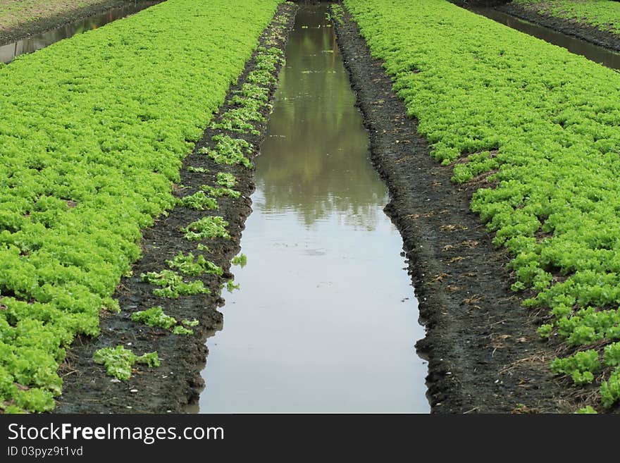 Lettuce garden with young seeding and ditch. Lettuce garden with young seeding and ditch