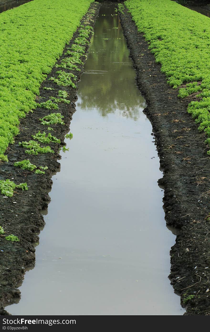 Vegetable Garden