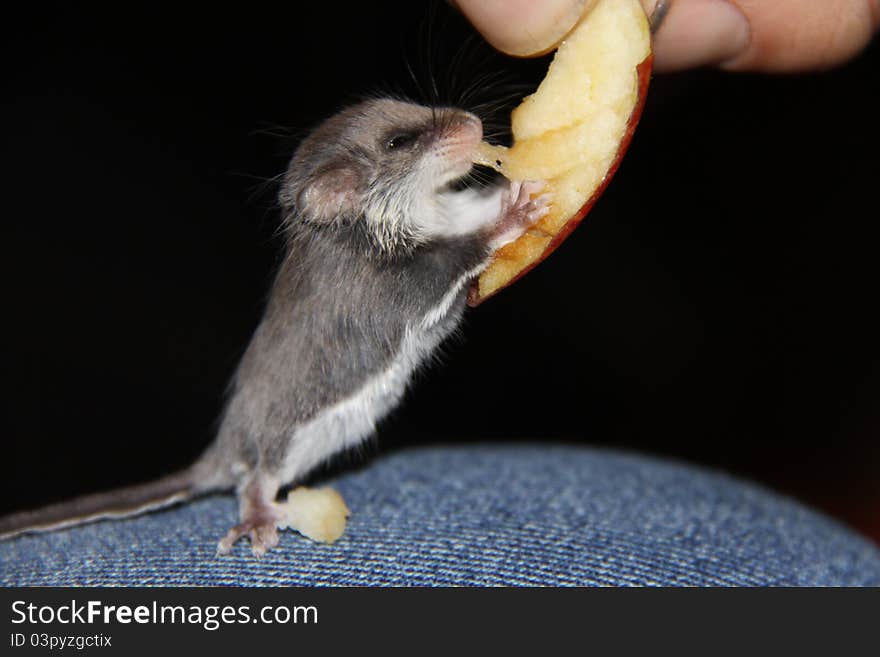 Small mouse eating apple.