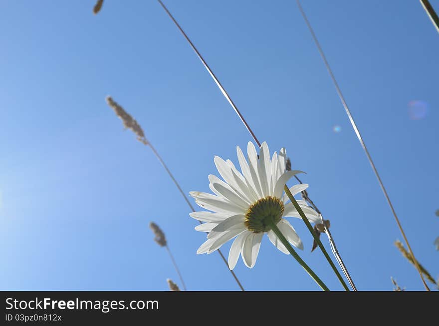 Isolated daisy as seen on Pender Island. Isolated daisy as seen on Pender Island