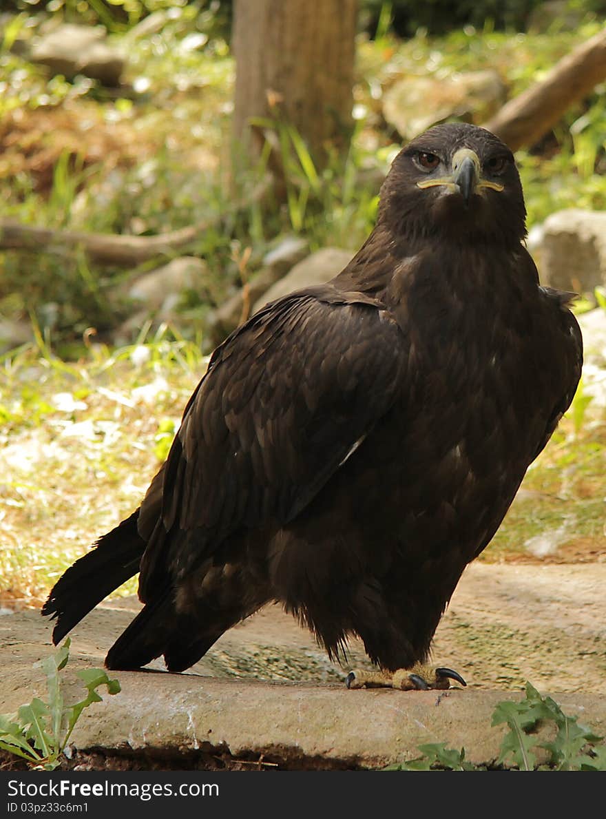 Eagle