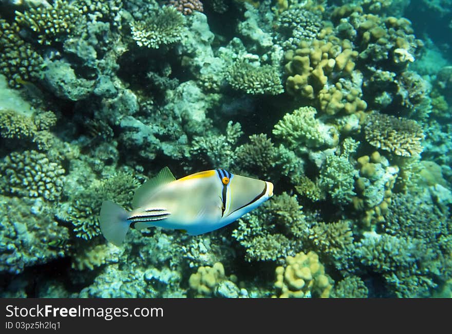 Bluefaced Angelfish (picasso trigger fish) of tropical coral reef