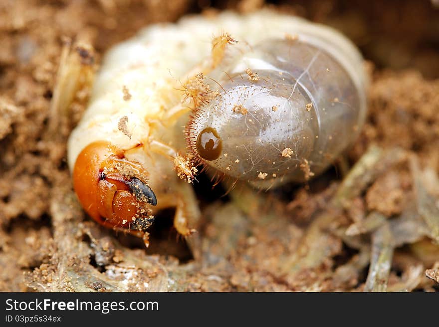 Worm in soil