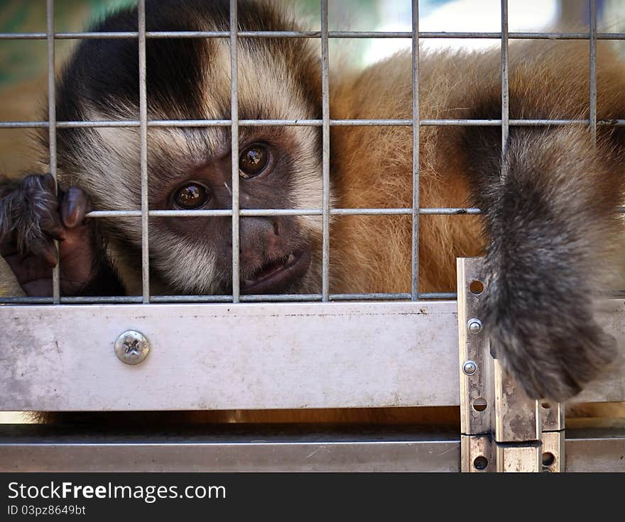 Small monkey attempts to open it soaked cells. Small monkey attempts to open it soaked cells.