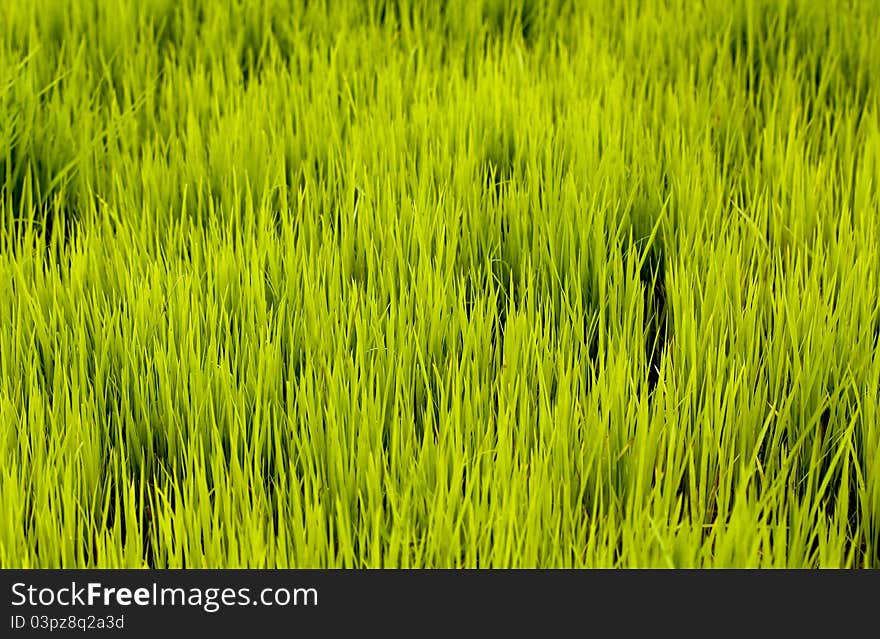 Lush cultivation of young rice seedlings in a farm land