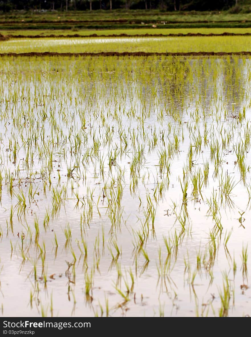 Newly planted rice seedlings in a rural farmland in southern india