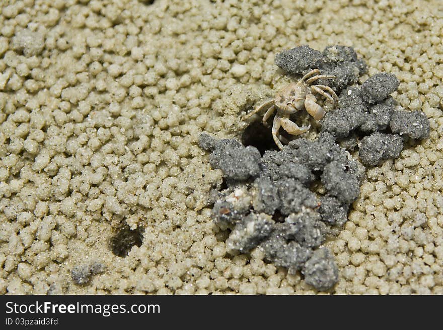 Crab on the beach