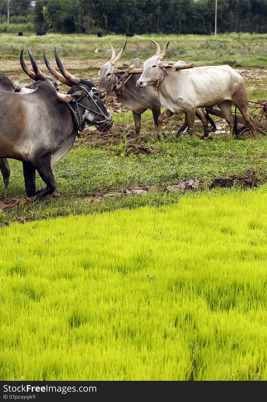 Oxen being used for ploughing farmland