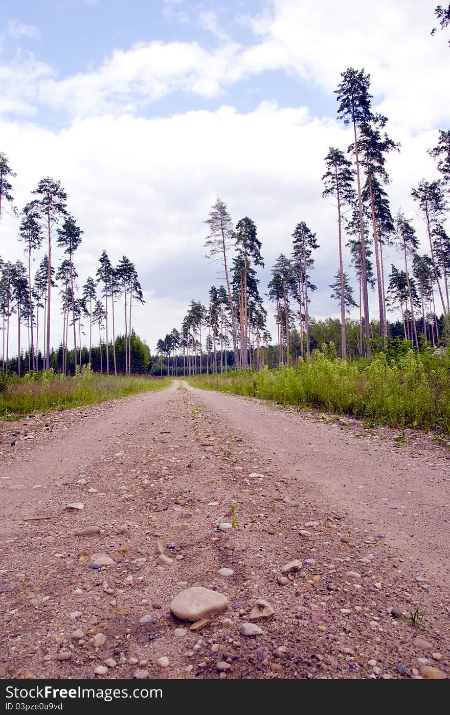 Gravel road in the forest. Old pine trees touching cloudy sky. Gravel road in the forest. Old pine trees touching cloudy sky.