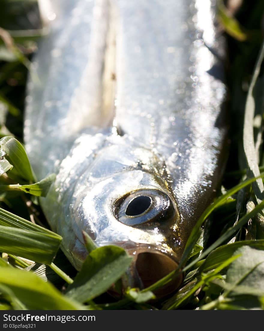 Photo of fresh fish on a green grass