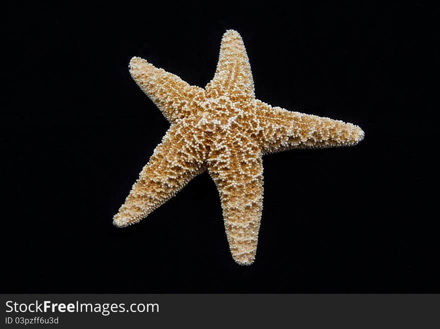 Closeup of a sea star isolated on black