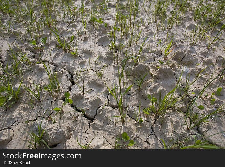 Plants growing in dry soil