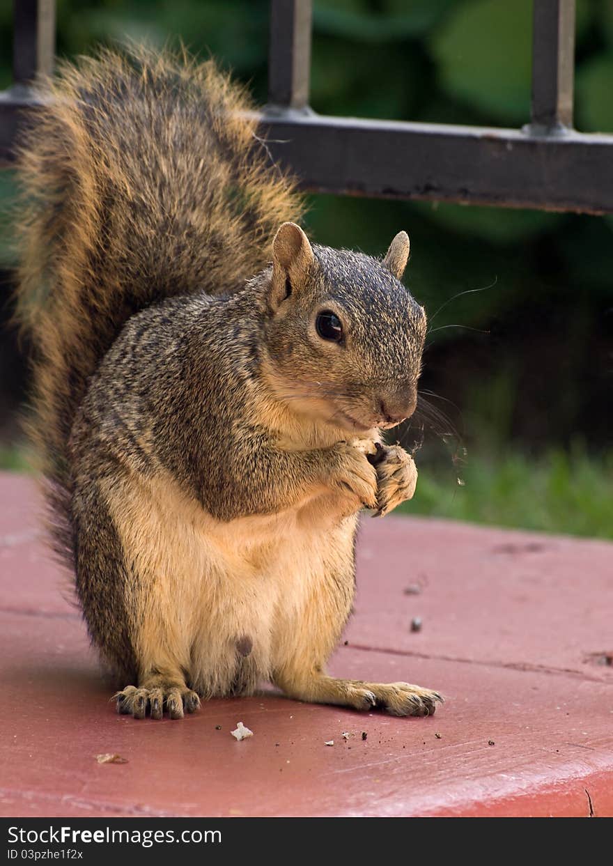 Squirrel having a meal