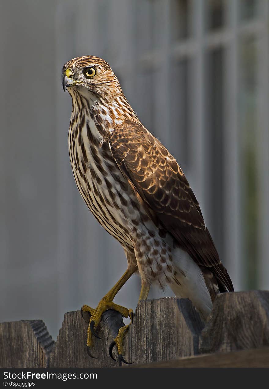 Hawk standing on a fence in my front yard.