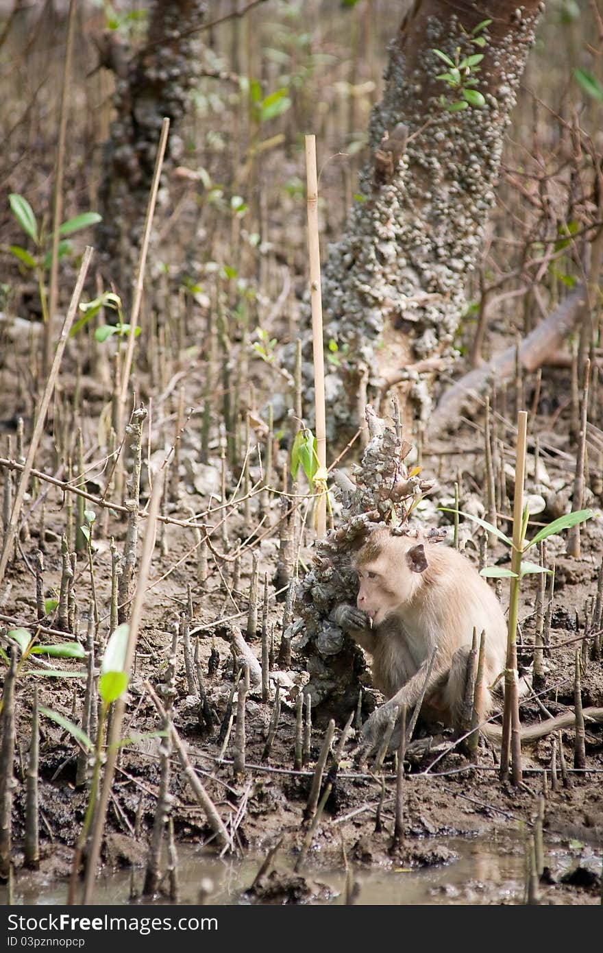 Monkey in mangrove forest