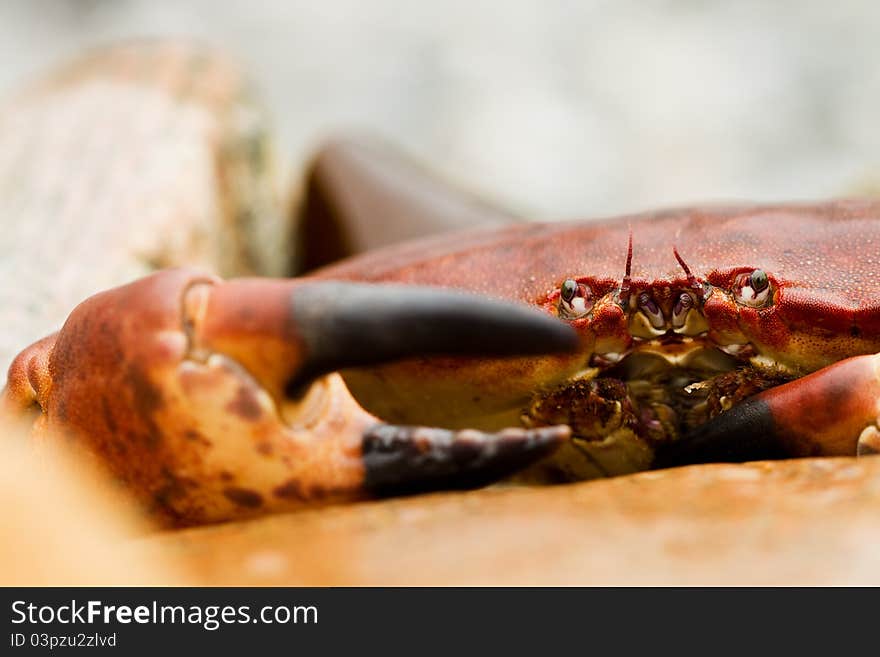 Crab on the beach in Norway