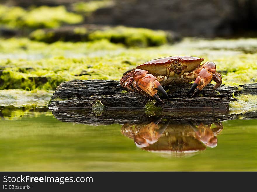 Crab on the beach in Norway