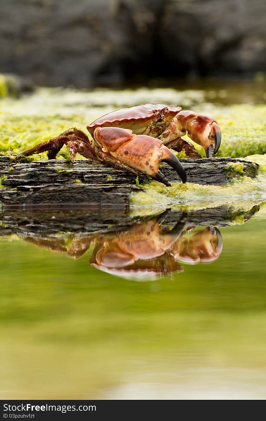 Crab on the beach in Norway