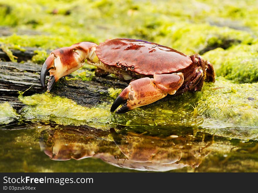 Crab on the beach in Norway