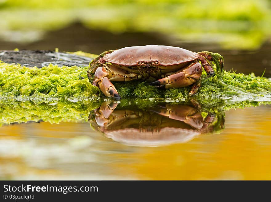 Crab on the beach in Norway