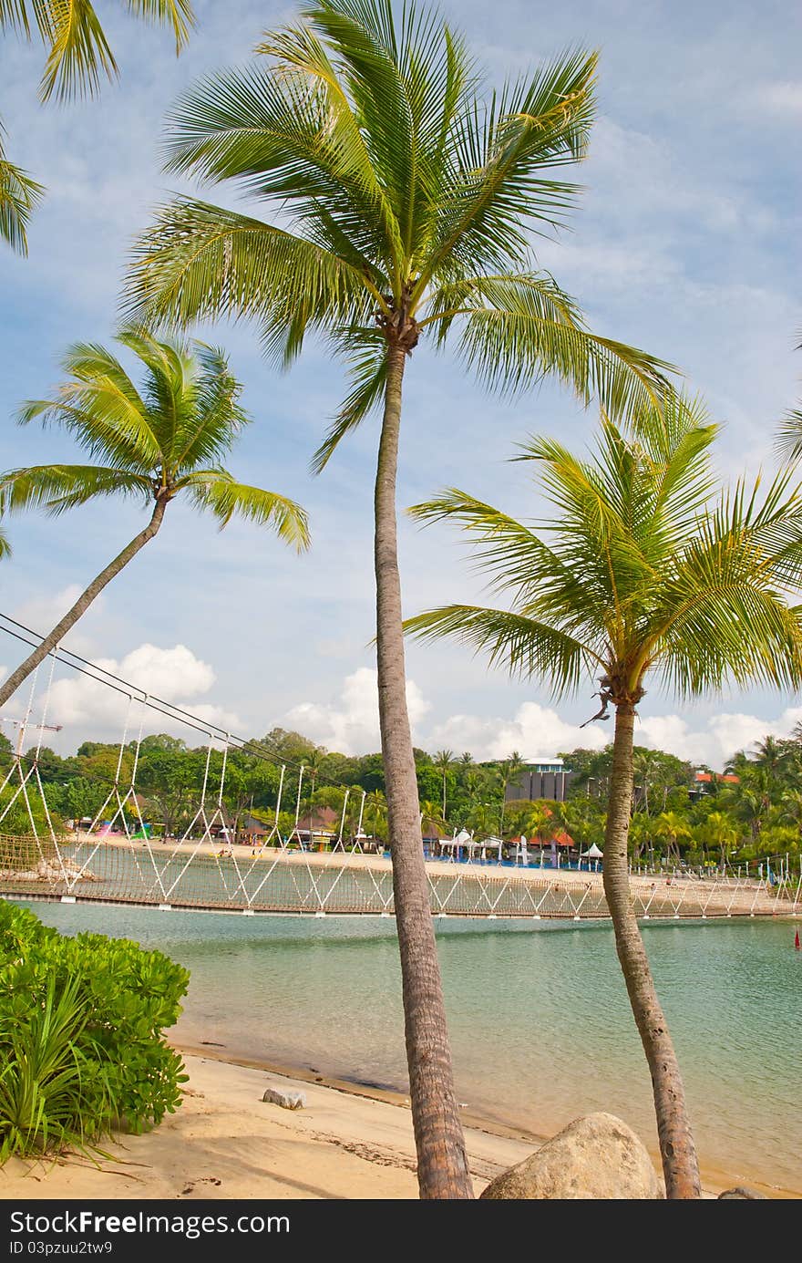 Tall coconut trees