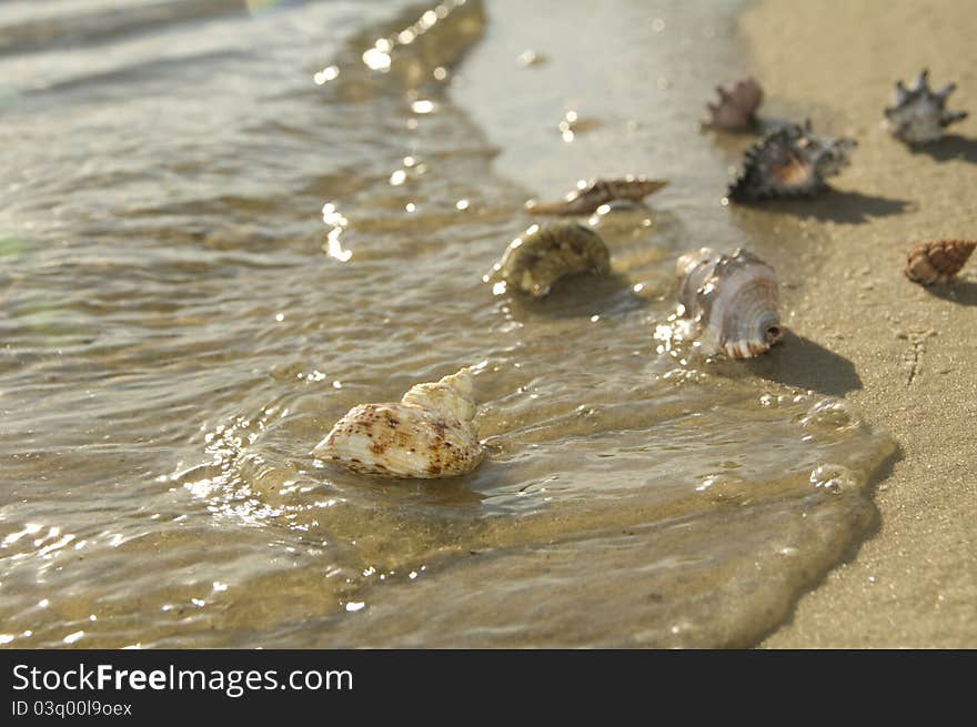 Washes cockleshells a wave