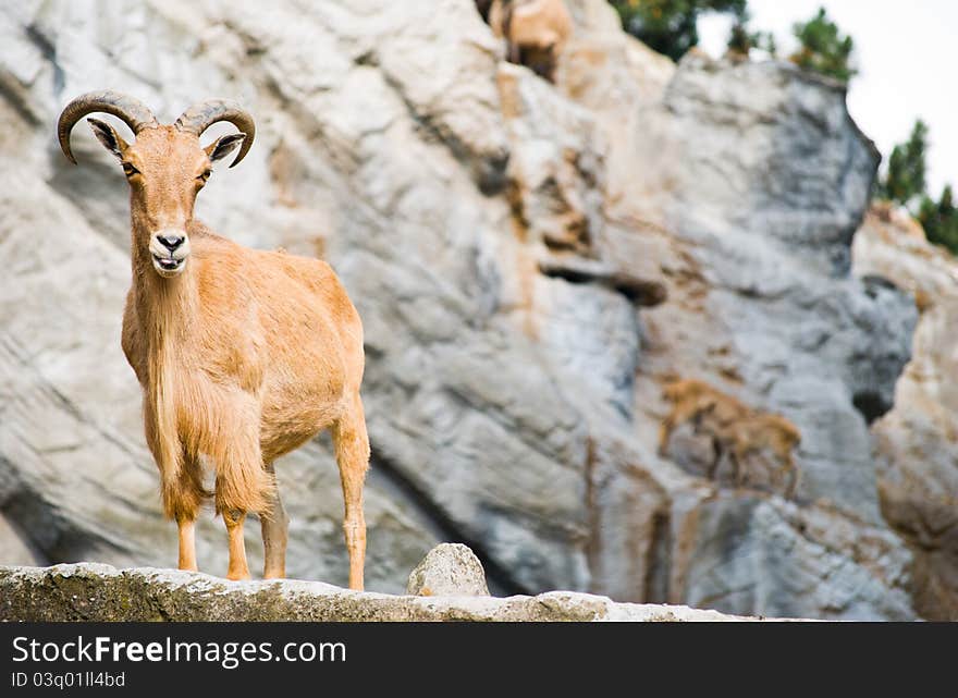 On a rock starring towards the camera. On a rock starring towards the camera.