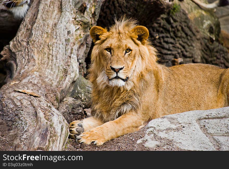 Lion relaxing on a rock. Lion relaxing on a rock.