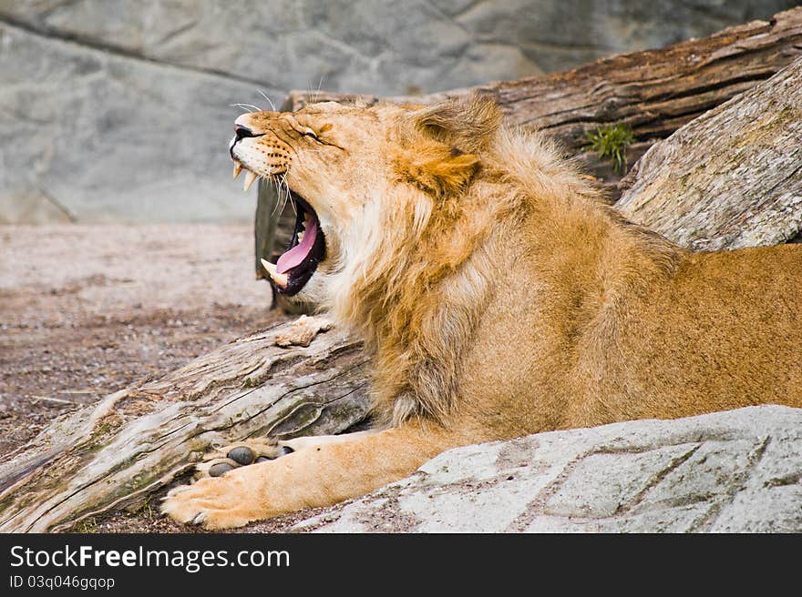 Lion with wide opened mouth. Lion with wide opened mouth.