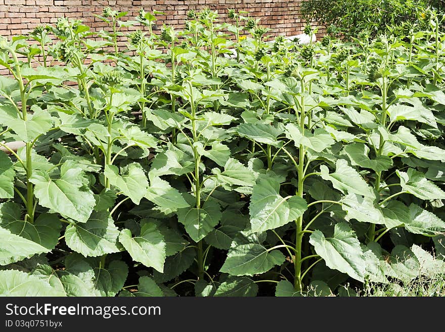 The sunflower without blossom