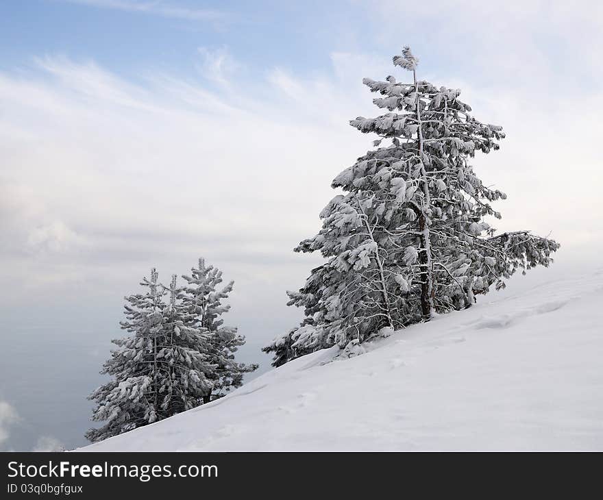 Pines on the snow-covered slope