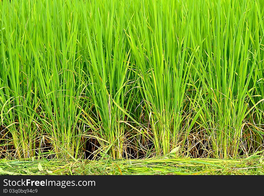 A rice field in Thailand