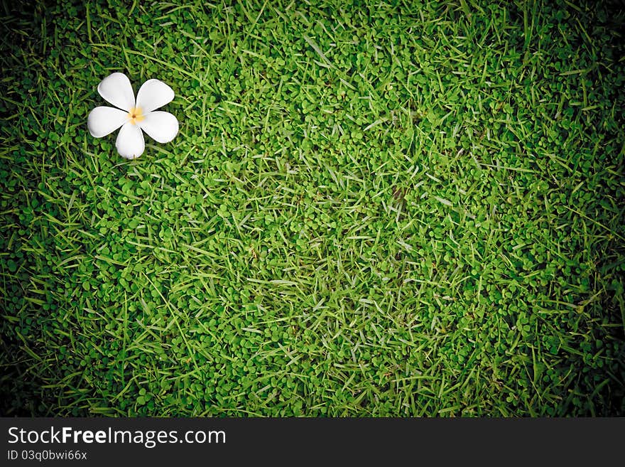 Plumeria on Lawn