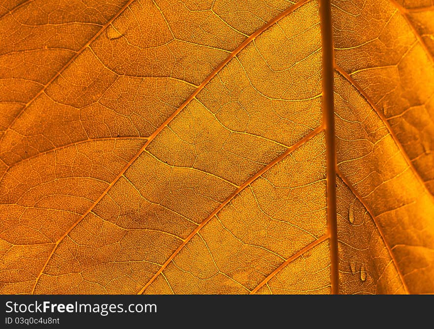 a yellow leaf texture background