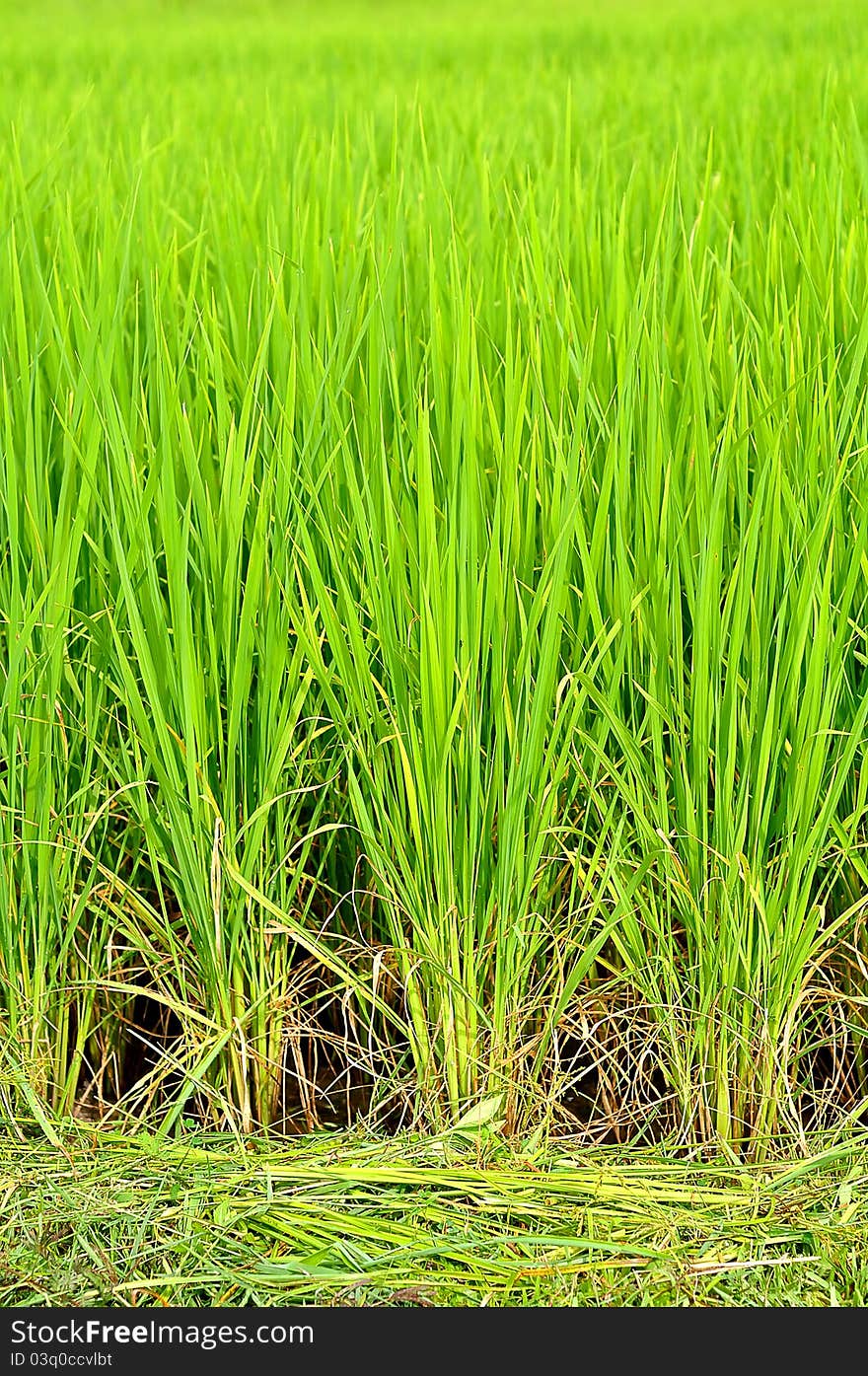 A rice field in Thailand