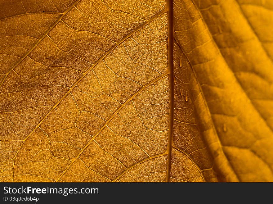 The yellow leaf texture background