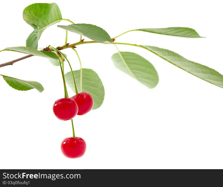 Cherry on a white background