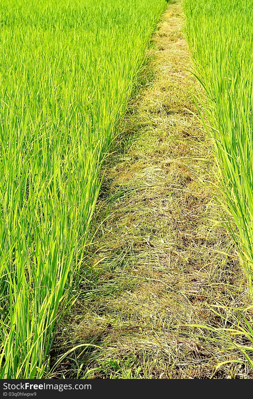 Footpath in a rice field