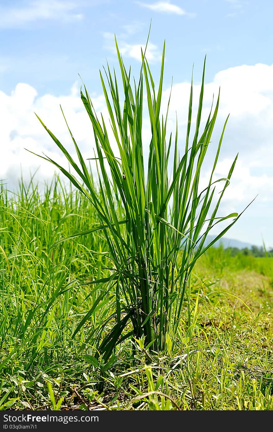 A rice plant with blue sky background