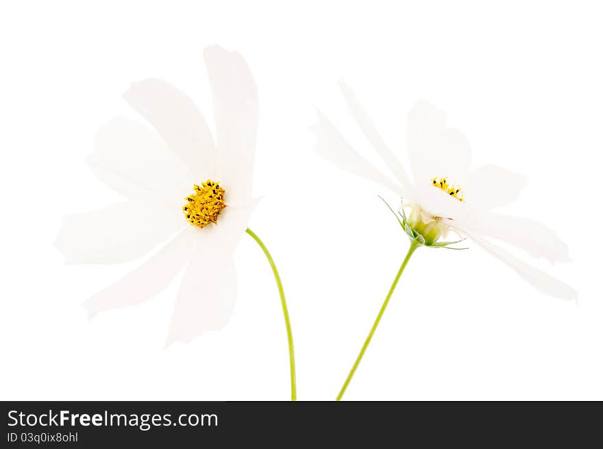 Summer flower on white background