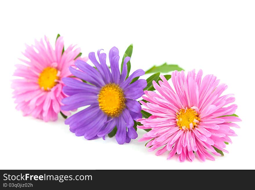 Aster on a white background