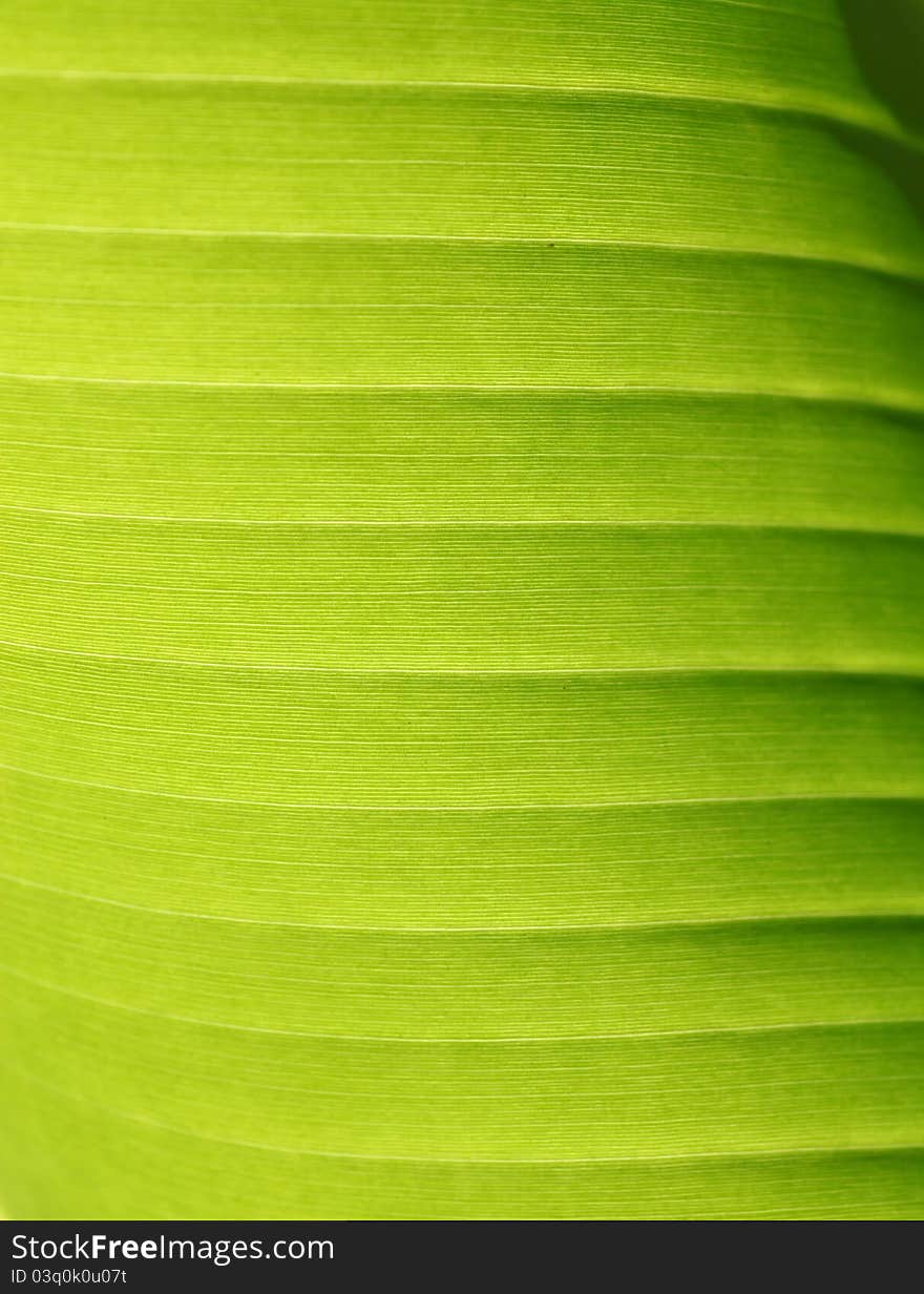 Close up of Green Leaf